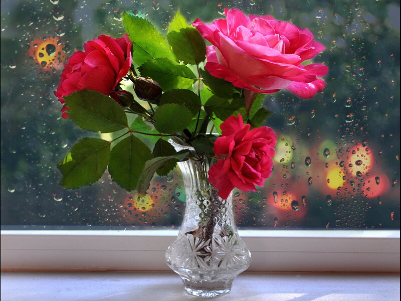 Roses in a Vase — Pink, Calm, Photograph, Window