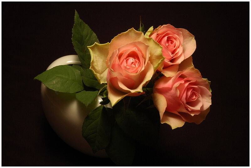 Roses in a Vase — Pink, Dramatic, Photograph, Leaves