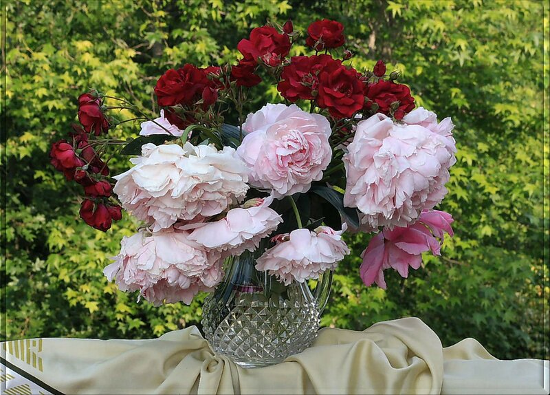 Roses in a Vase — Pink, Serene, Afternoon, Photograph, Tablecloth