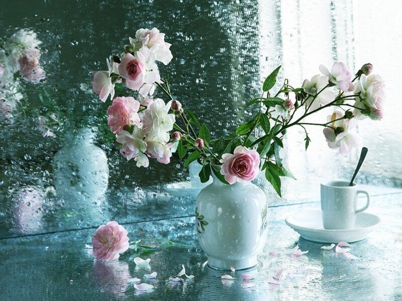 Roses in a Vase — Pink, Serene, Morning, Photograph