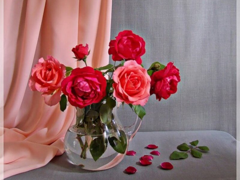 Roses in a Vase — Red, Serene, Photograph, Curtain, Petals