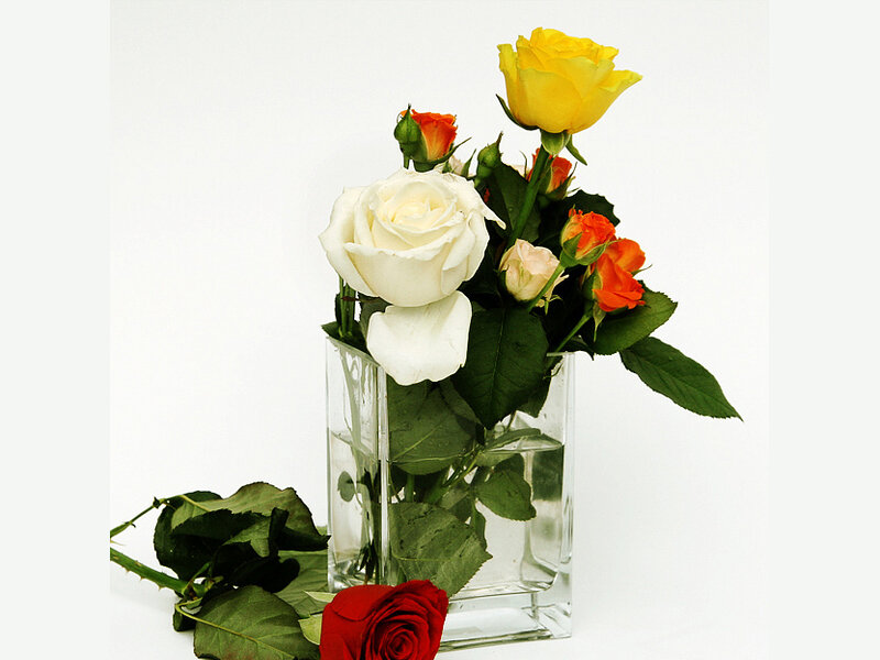 Roses in a Vase — White, Calm