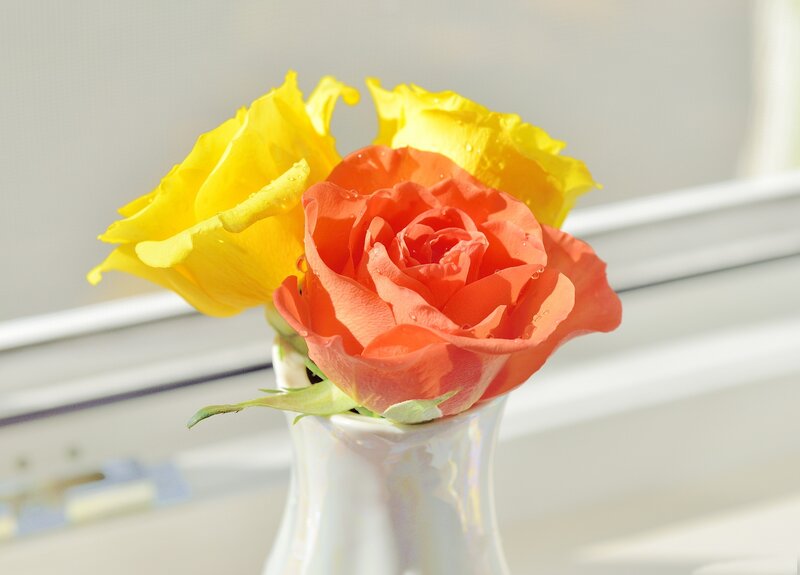 Roses in a Vase — Yellow, Serene, Morning