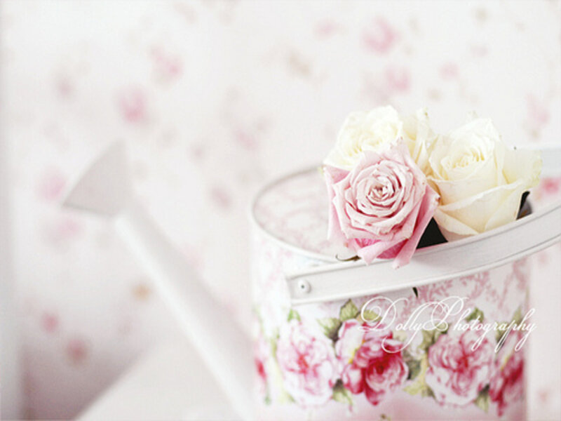 Roses in a Watering Can