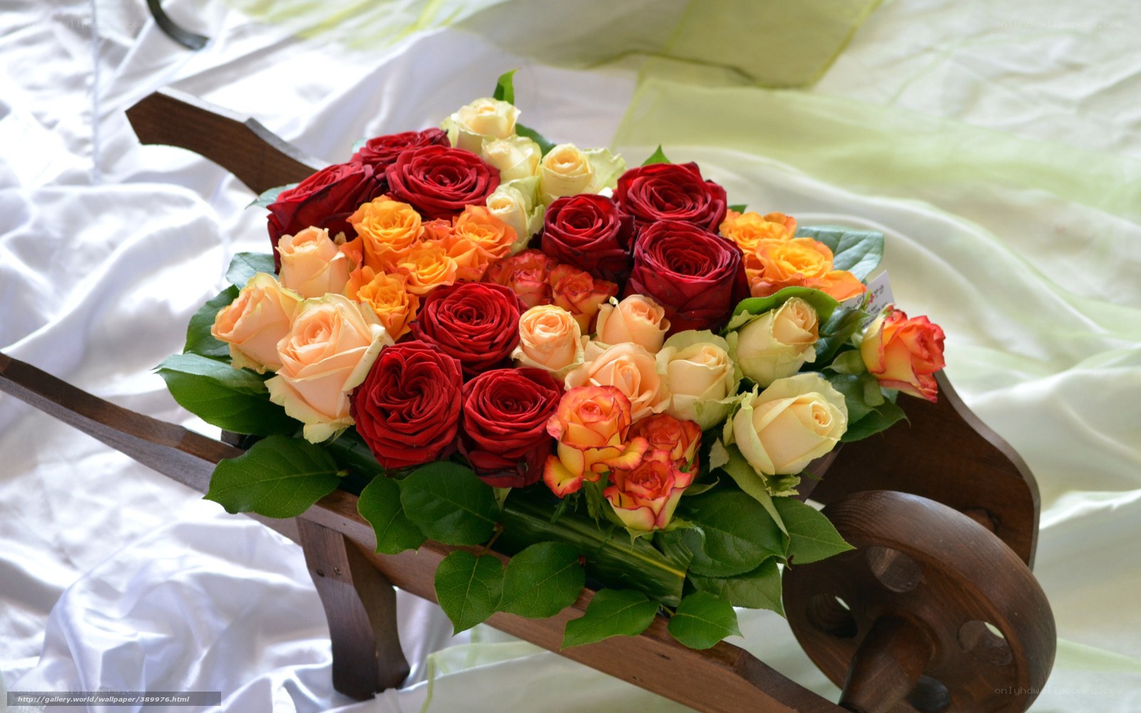 roses in a wooden wheelbarrow