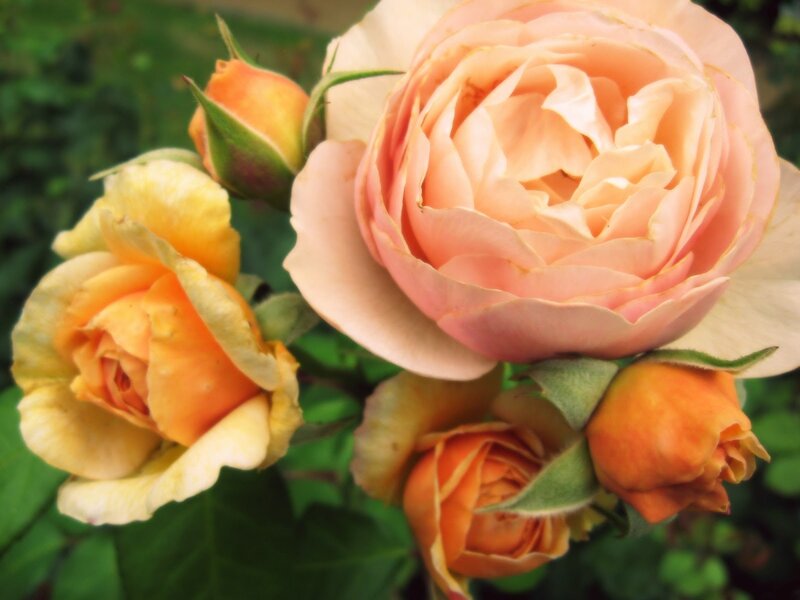 Roses in Bloom — Pink