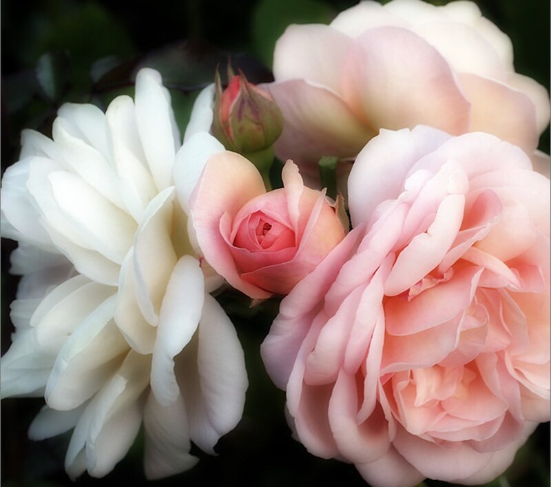 Roses in Bloom — White