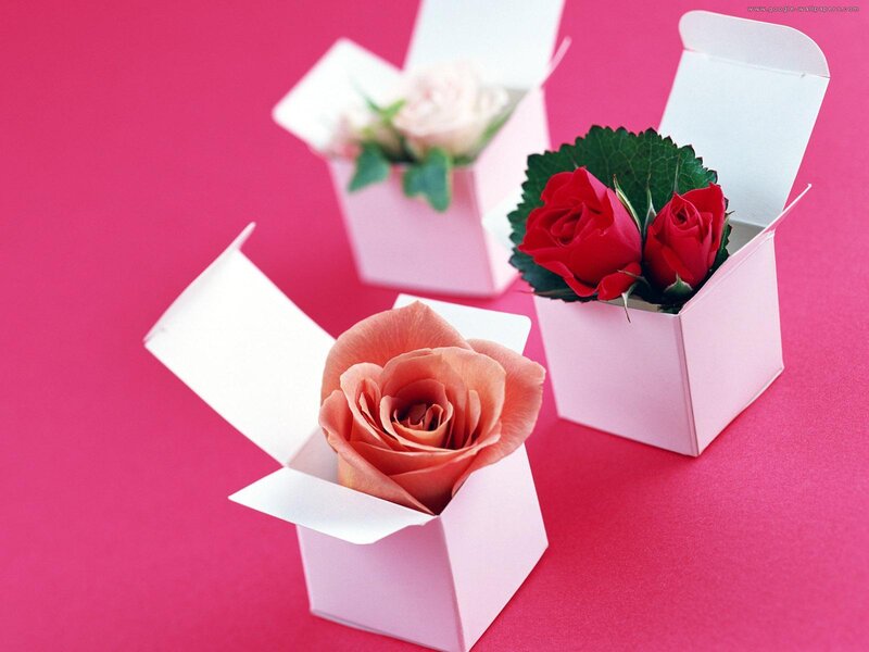 Roses in Boxes