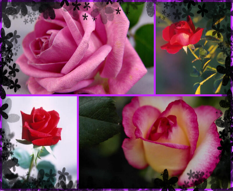 Roses in Collage — Pink