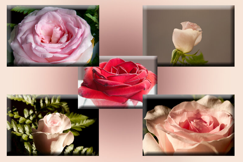 Roses in Collage