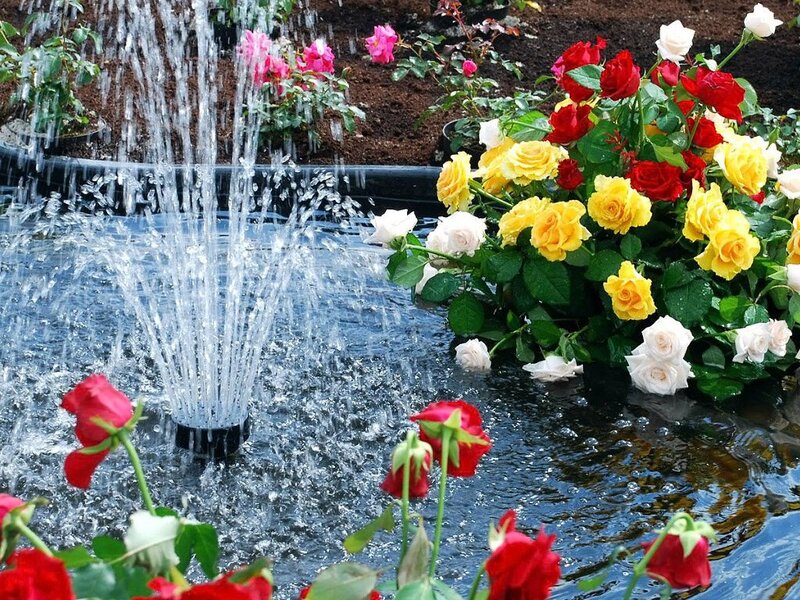 Roses in Fountain