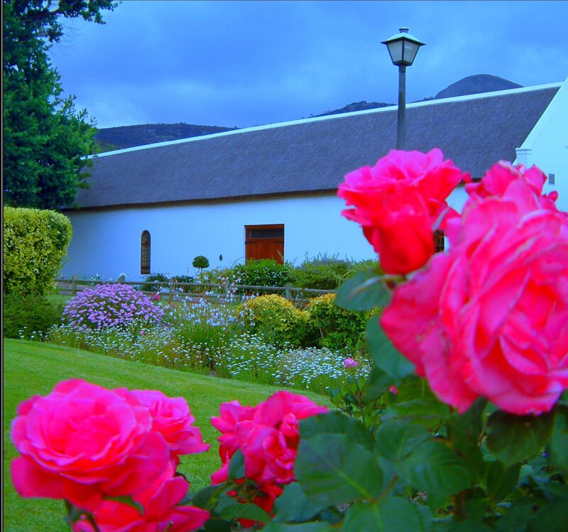Roses in front of a thatched cottage