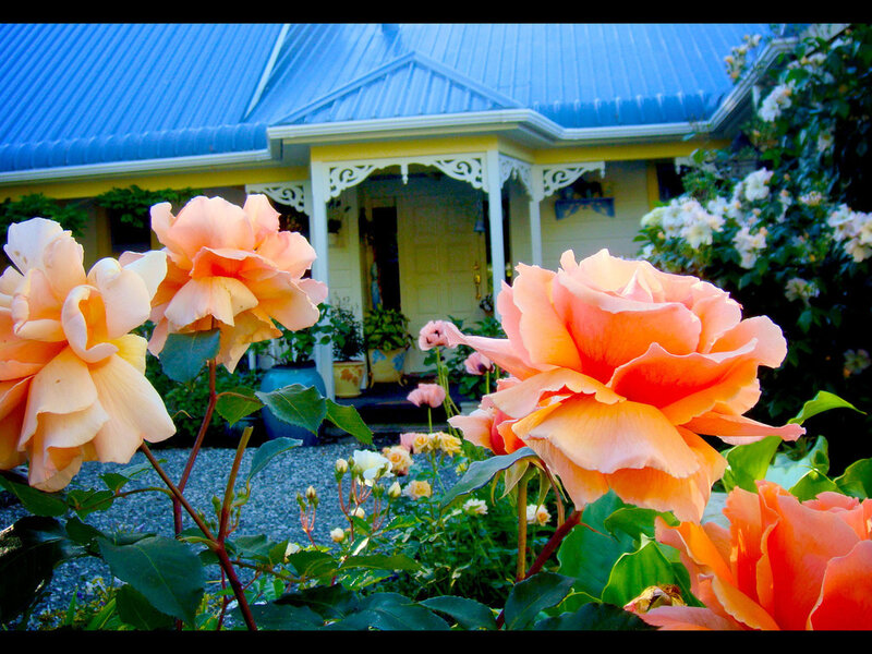 roses in front of a yellow house