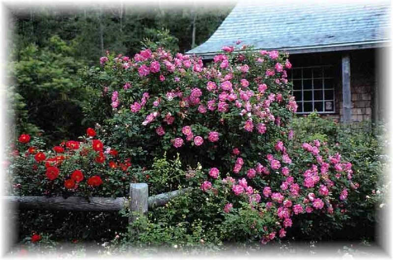 Roses in Front of House