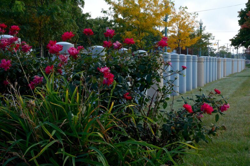 Roses in Garden Bed — Green