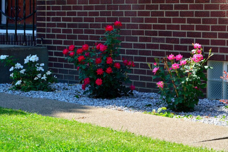 Roses in Garden Bed
