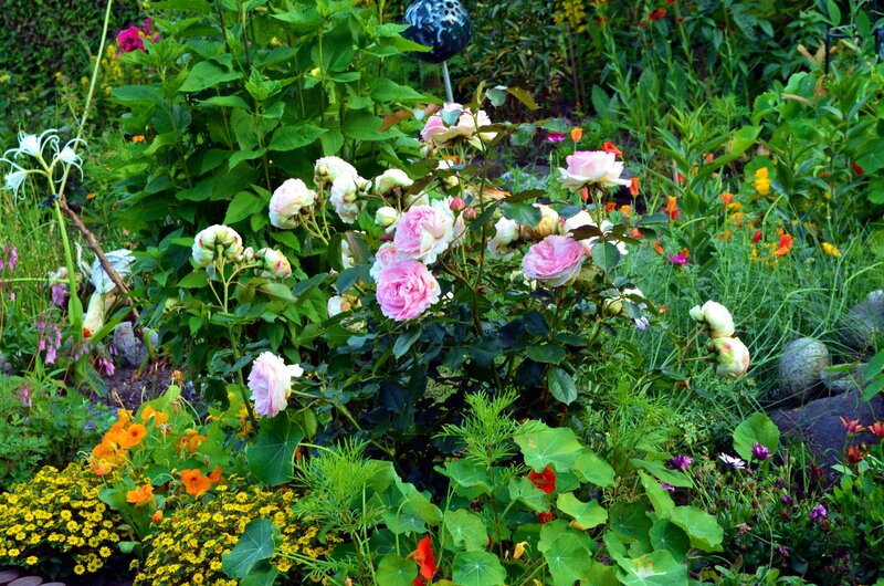 Roses in Garden — Green, Serene, Afternoon, Photograph