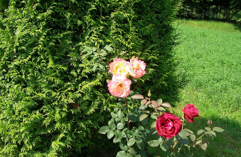 Roses in Garden — Green, Serene, Afternoon