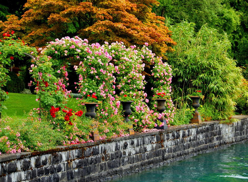 Roses in Garden — Green, Serene