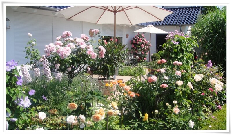 Roses in Garden — Green