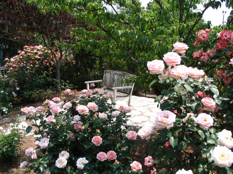 Roses in Garden — Pink