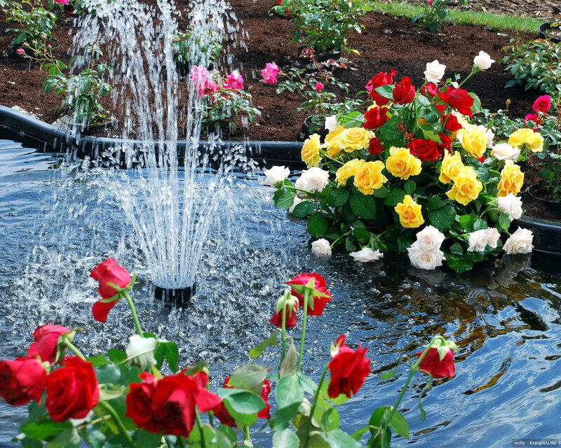Roses in Garden Pond — Red