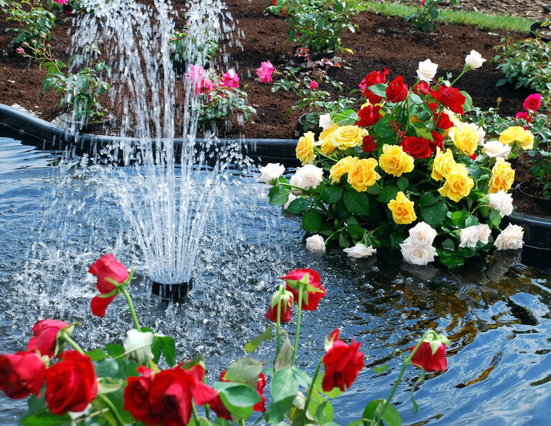 Roses in Garden Pond