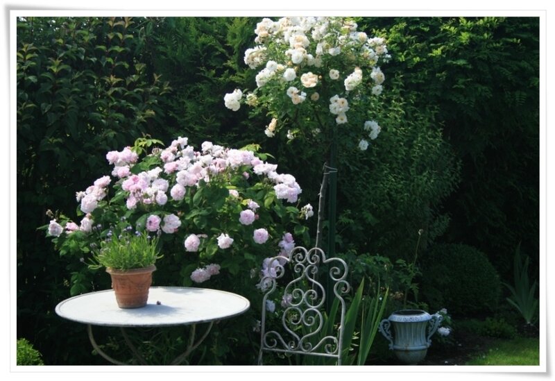 Roses in Garden