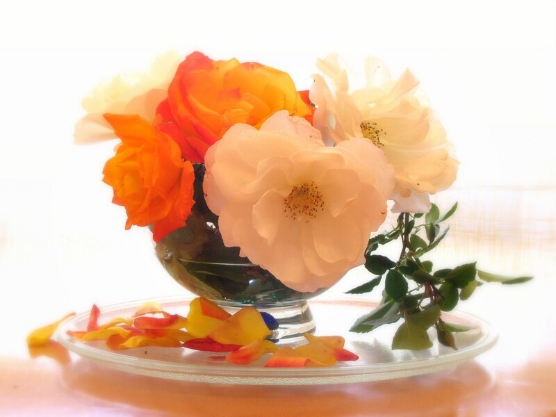 Roses in Glass Vase — Orange