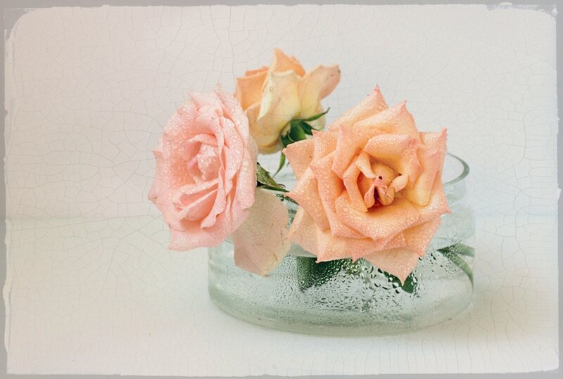 Roses in Glass Vase — Pink, Serene, Photograph