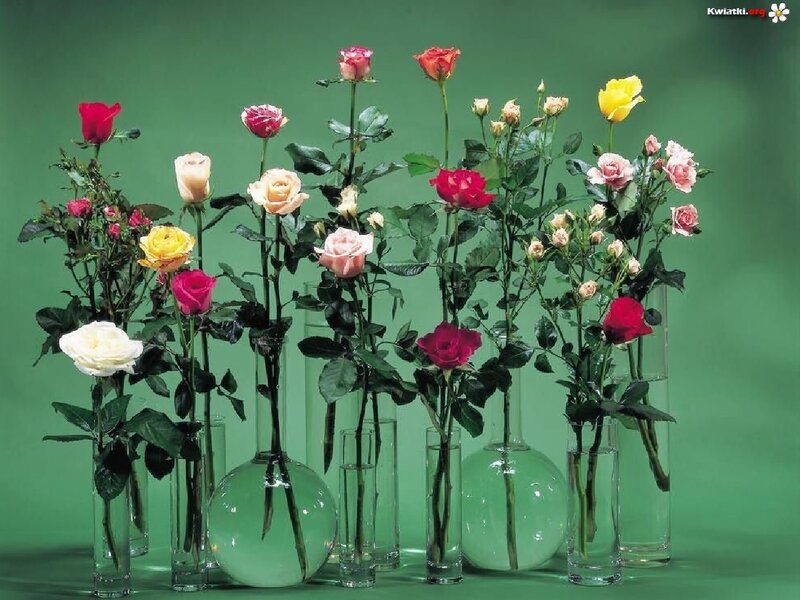Roses in Glass Vases — Green