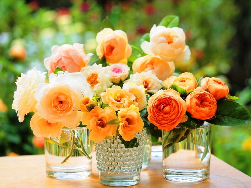 Roses in Glass Vases — Orange