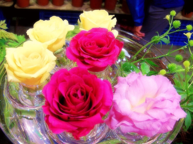 Roses in Glass Vases — Pink, Calm