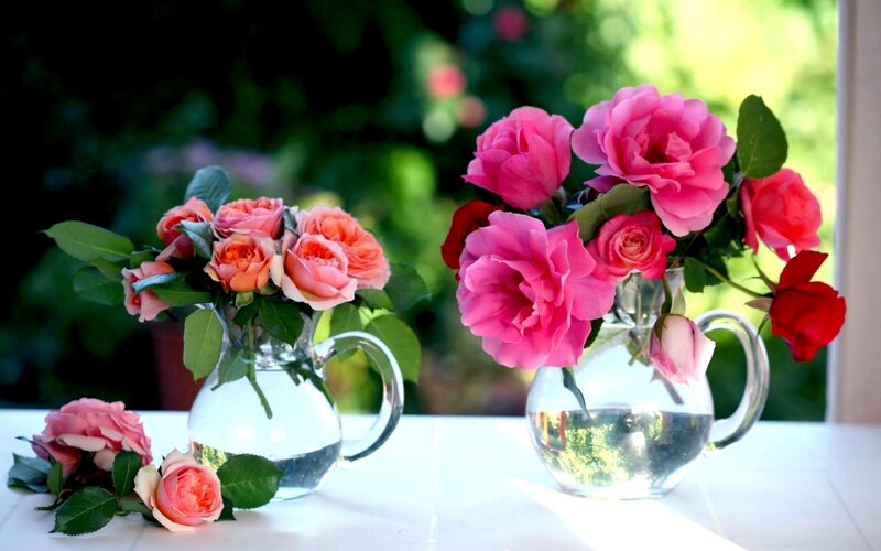 Roses in glass vases