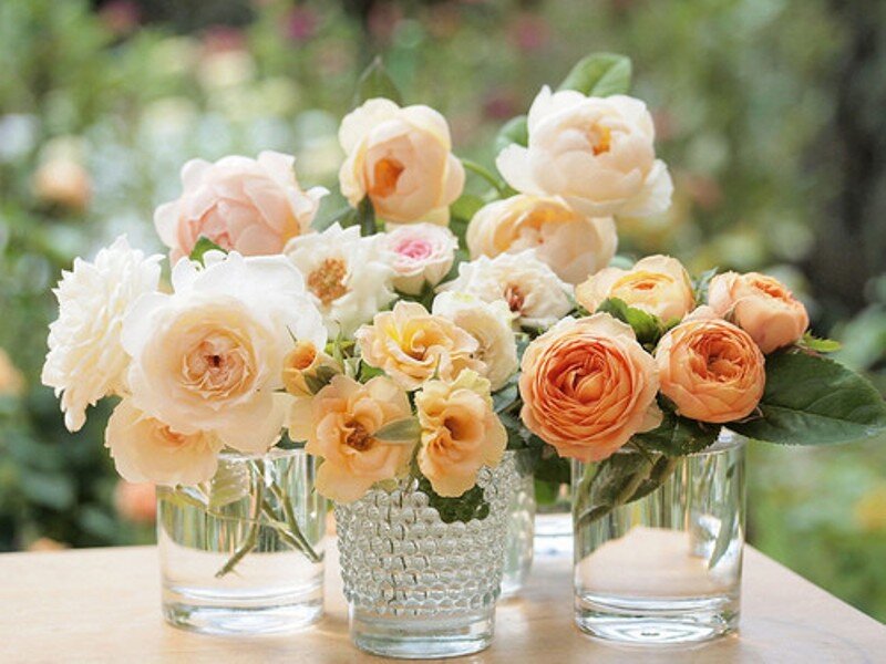 Roses in Glass Vases — White