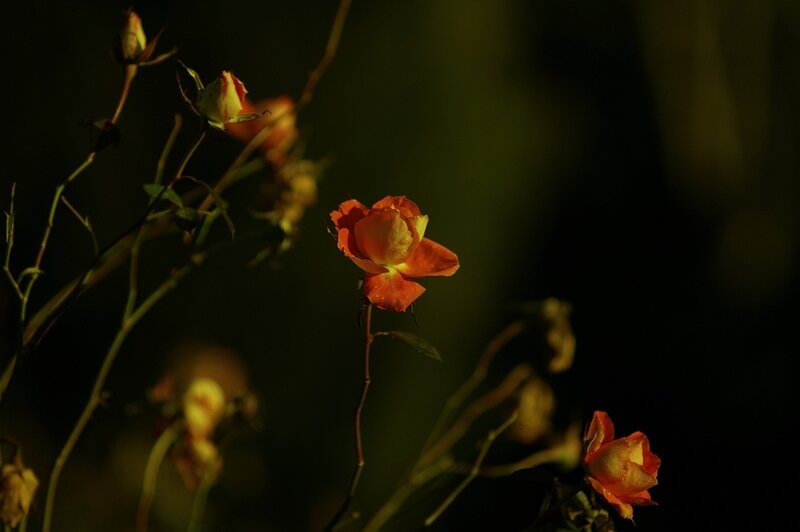 Roses in golden light