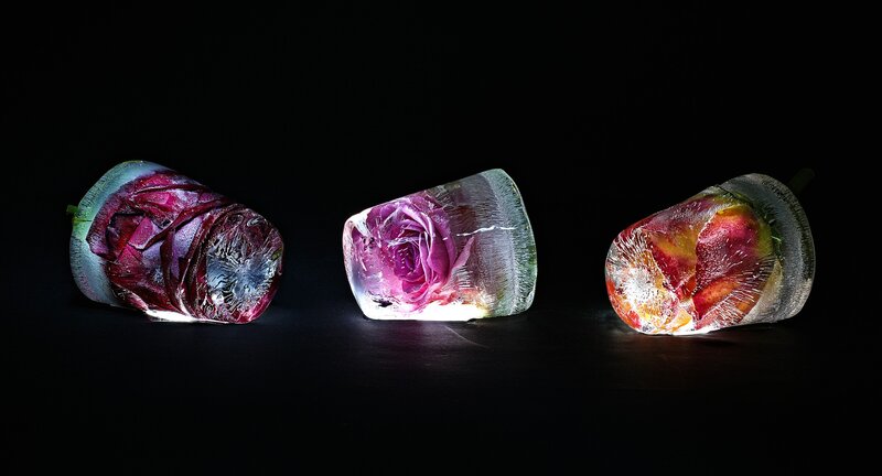 Roses in Ice Blocks