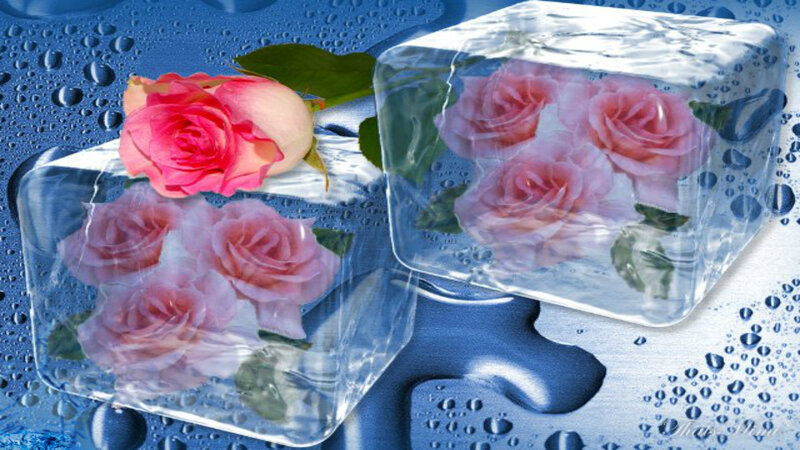 Roses in Ice Cubes