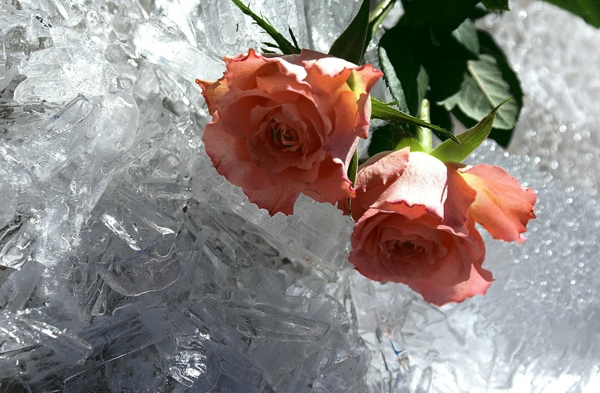 roses in ice sculpture