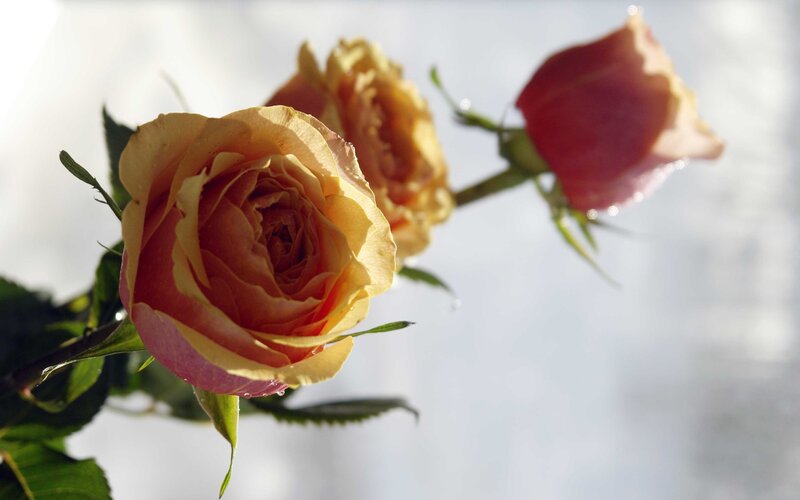 Roses in morning light