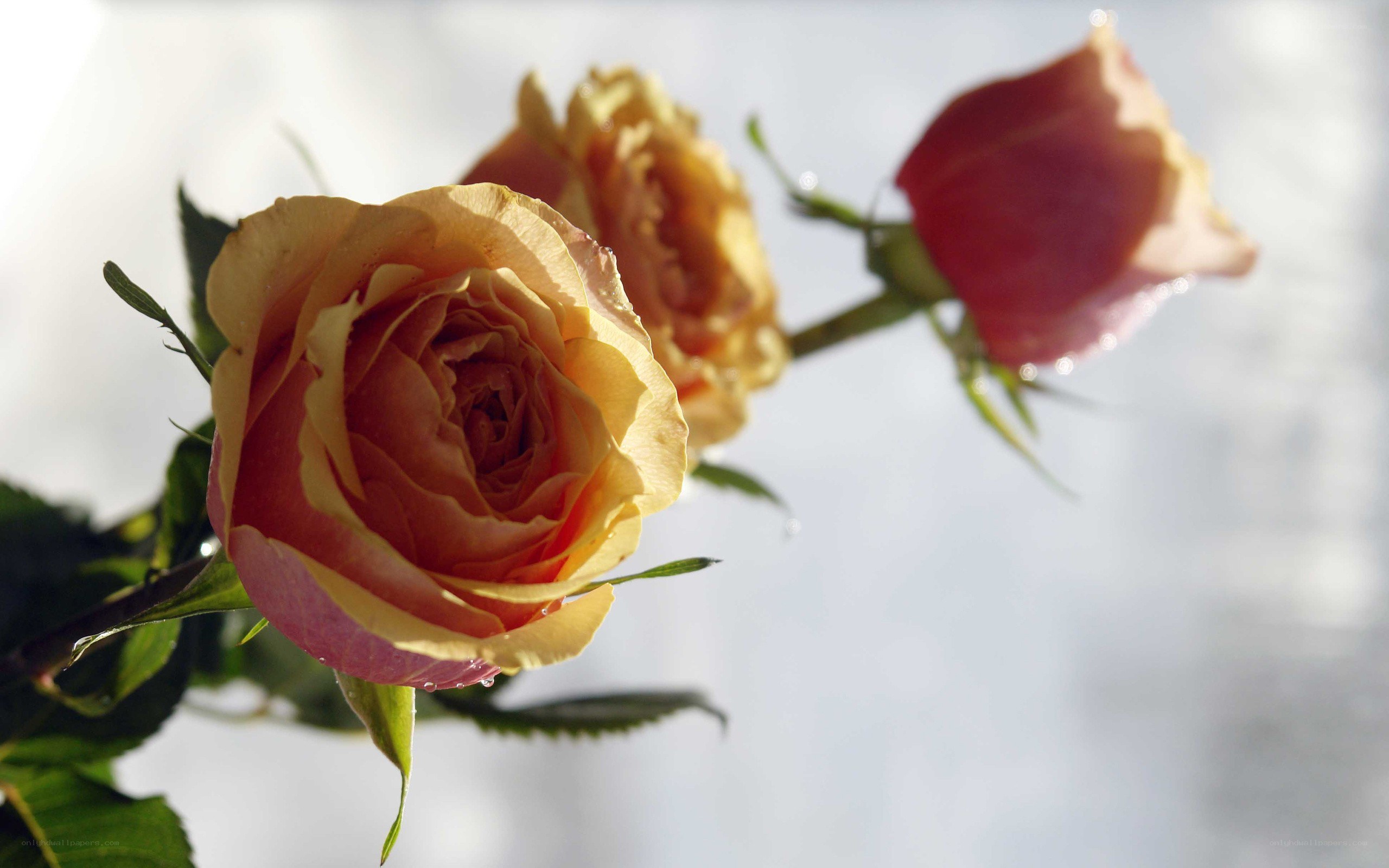 Roses in morning light