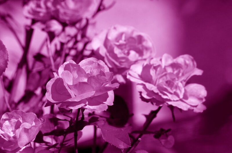 Roses in Purple Tint