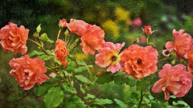 Roses in Rain