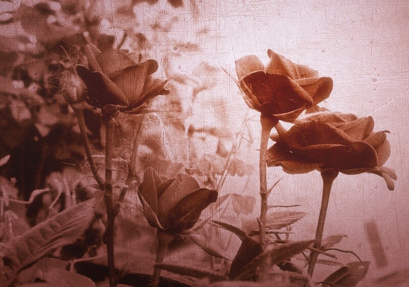Roses in Sepia Tone