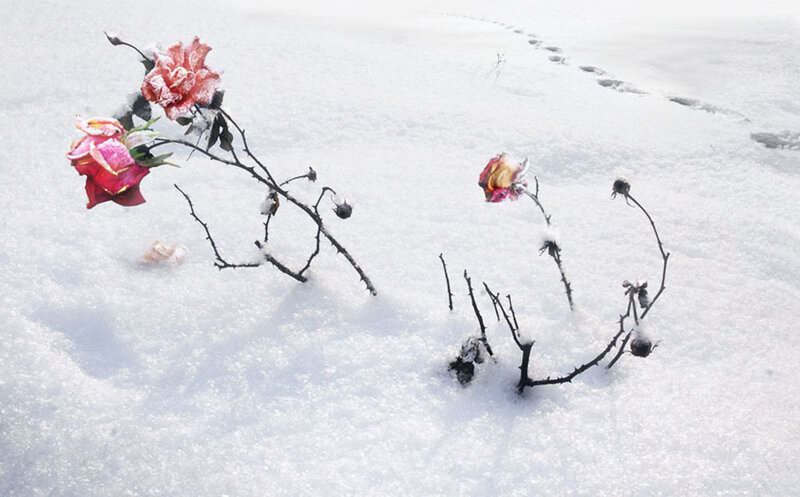 Roses in Snow