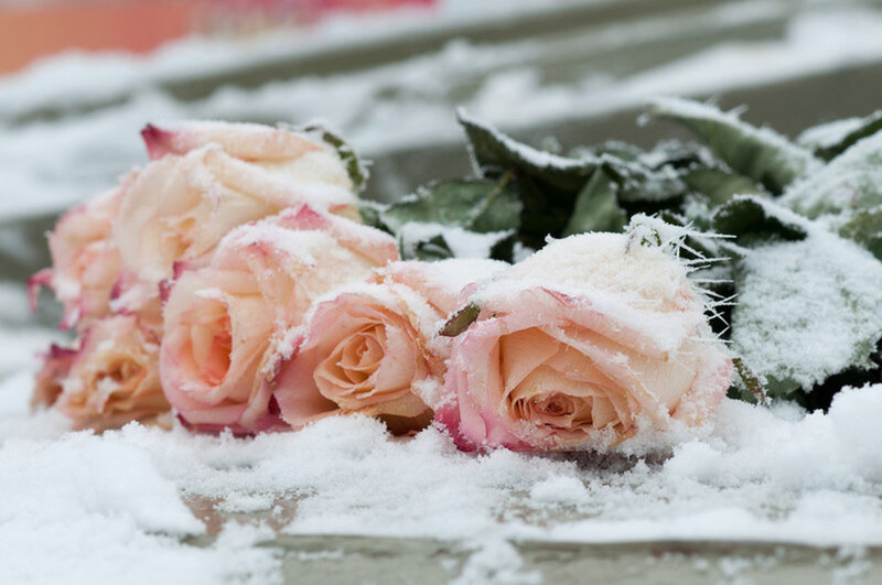 Roses in Snow — White, Calm