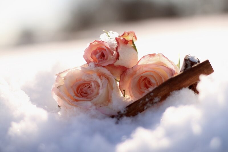 Roses in Snow — White