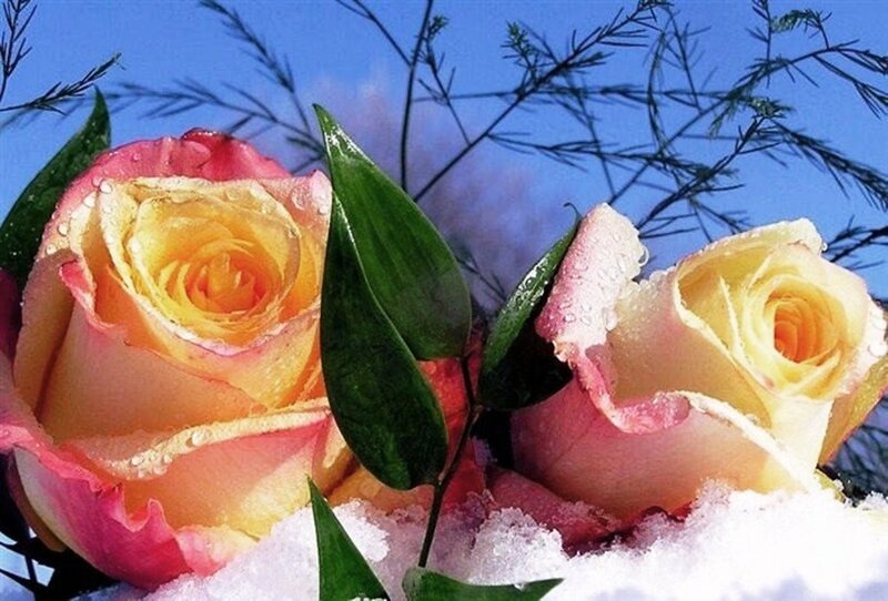 Roses in Snow — Yellow