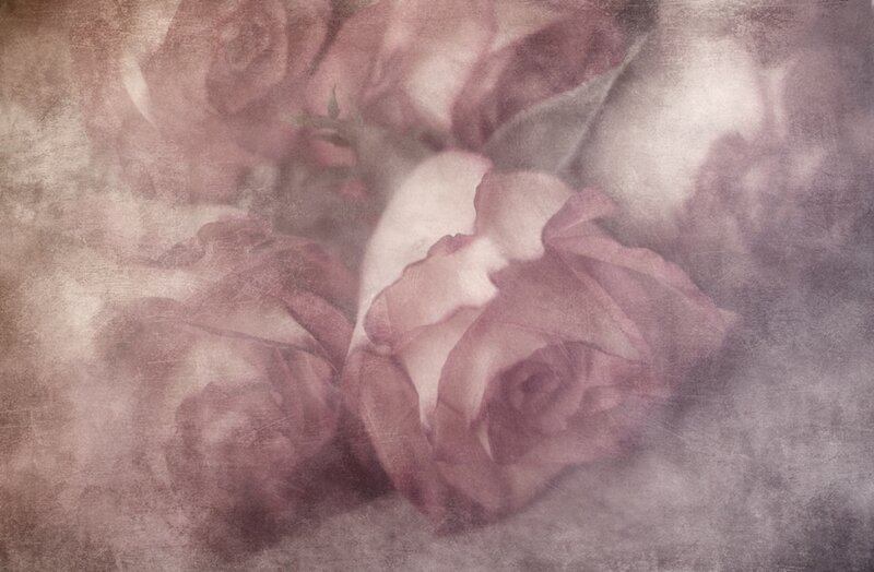Roses in Soft Focus — Pink