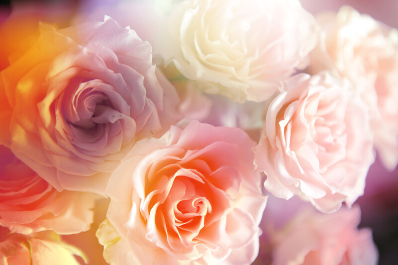 Roses in Soft Focus